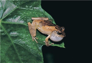 面天樹蛙是台灣特有種，以發現地點陽明山面天山區做為中文名／李鵬翔攝