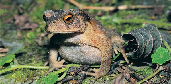 面天樹蛙是台灣特有種，以發現地點陽明山面天山區做為中文名／李鵬翔攝