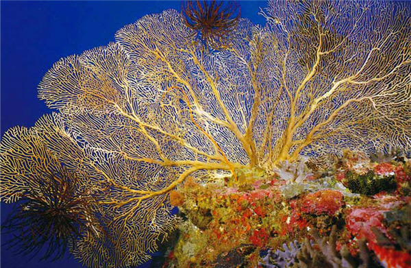 軟珊瑚扇形群體和海洋方向垂直，形同瀘網以攔截海中生物/墾管處提供