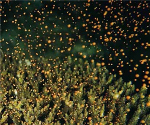 軸孔珊瑚排卵的景觀/墾管提供