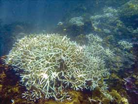 當珊瑚遭遇環境改變的壓力時，就會失去生藻和色素而變白，即稱為白化。圖為軸孔珊瑚白化/戴昌鳳提供