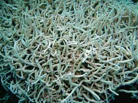 墾丁南灣一大片白化的軸孔珊瑚/戴昌鳳提供