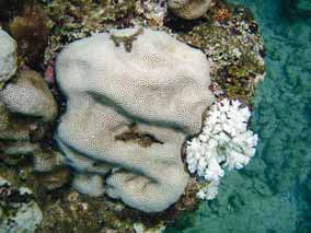 墾丁南灣腦紋珊瑚白化現象嚴重/戴昌鳳提供