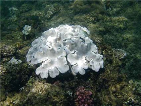 海水暖化導致肉質軟瑚白化