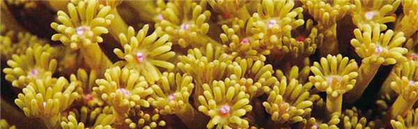 管孔珊瑚的外型像植物且固定不動，往往被誤認為植物，其實牠們是動物/墾管處提供