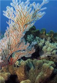 軟柳珊瑚的群體呈灌木叢狀，生長迎流的礁石表面/墾管處提供