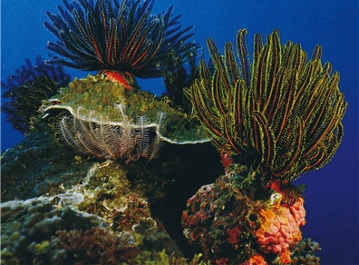 海百合是美麗的珊瑚生物之一，牠們屬於棘皮動物，身體大部份由羽枝構成，並用卷枝攀附在礁石上，形態頗似植物/墾管處提供