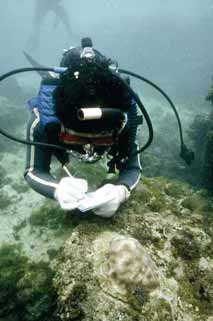 戴昌鳳教授簡介