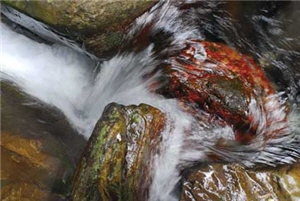 陳進發從山水石頭到稀有動物，什麼議題都拍攝過/陳進發攝