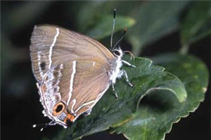 長年的野外拍攝工作累積了豐富的生態資料庫，圖為綠小灰蝶/陳進發攝