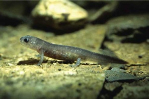 觀霧山椒魚幼體邁著短短的4隻腳緩緩爬行/陳進發攝