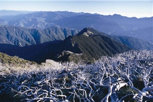 已枯朽的玉山圓柏/陳進發攝