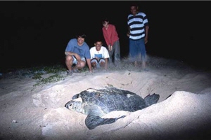 百歲的母綠蠵龜冒著生命危險也要讓後代繼續繁衍的驚人毅力/陳進發攝