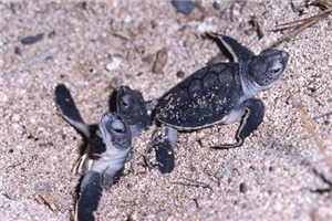 小綠蠵龜展現強韌生命力孵化/陳進發攝