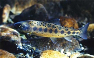 櫻花鉤吻鮭/陳進發攝