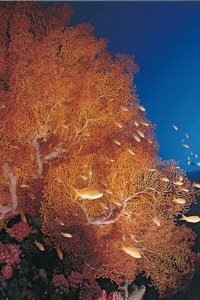 紅扇珊瑚/墾管處提供