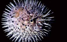 刺河豚/墾管處提供