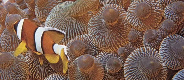 小丑魚與海葵/墾管處提供