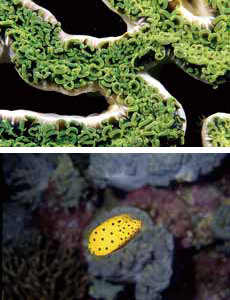 粒突鎧魨及腎形真葉珊瑚/墾管處提供