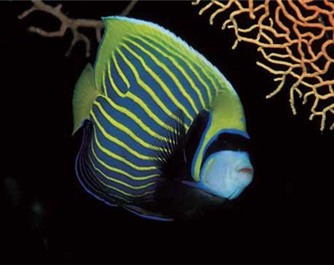 條紋刺蓋魚/墾管處提供