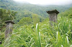 被芒草包圍的巴達岡駐在所遺址。很難想像這裡曾有人居住/呂建毅攝