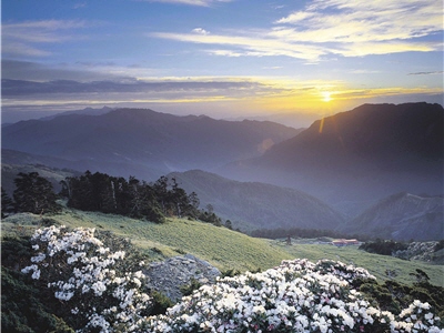 合歡東峰迎向晨曦的玉山杜鵑/太管處提供，戴進元攝
