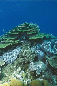 東沙環礁國家公園的珊瑚礁/海管處提供