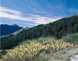 虎杖新綠，背景為奇萊主峰/呂理雍攝