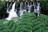 綠葉與溪流/陽管處提供，林丕益攝