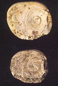 鴉鑾鼻史前遺址出土刃綠占2/3周長的貝刮器/墾管處提供