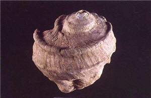 恆春半島的珊瑚礁底出現的夜光螺，貝刮器便是利用其口蓋打至而成的/墾管處提供