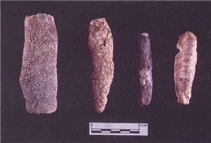 鵝鑾鼻第二史前遺址出土的珊礁及夜光螺殼體兩縊型網墜/墾管處提供