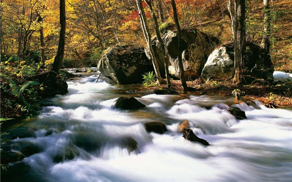 奧入瀨溪以秋景著名/張正杰攝
