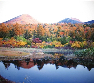 如夢似幻之睡蓮沼/李柏壯攝