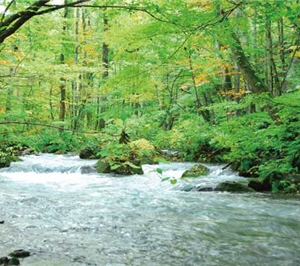 有「天下第一美溪」之稱的奧入瀨溪/李柏壯