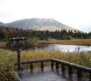 清晨睡蓮沼/李柏壯攝