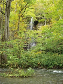 由奧入瀨溪旁林間望去常可見到一些小瀑布/李柏壯攝