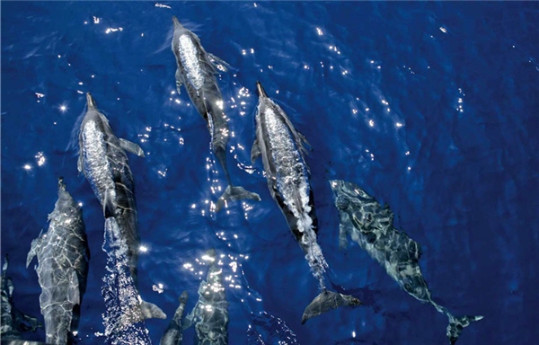 悠遊海中的鯨豚優美身影/齊柏林攝