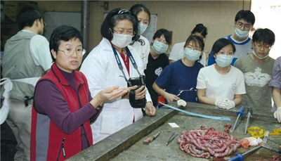 對身形龐大鯨豚的進行解剖、研究，每一項都是艱辛粗重的工作/周教授提供