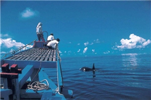 美麗的鯨豚，與人類應有著美麗的相遇/葉建成攝