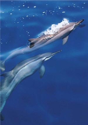 長吻飛旋豚的優美身影/齊柏林攝