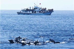 人與海中鯨豚的相處，最佳的方式是賞鯨。而賞鯨船營運及管理也是鯨豚保育學者關注的一環/齊柏林攝