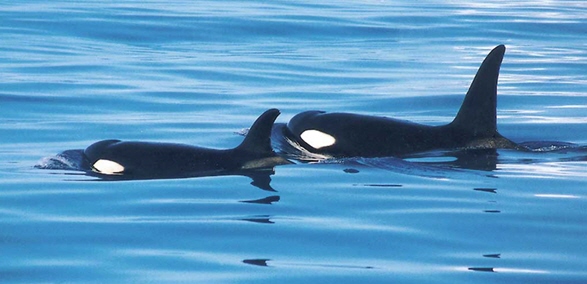 美麗的虎鯨/顧芳旗攝