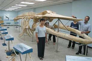 周教授陪同Dr. Yamada赴澎湖研究鯨骨