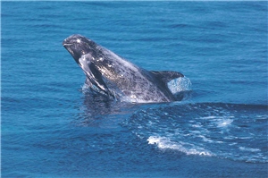 瑞氏海豚/葉建成攝