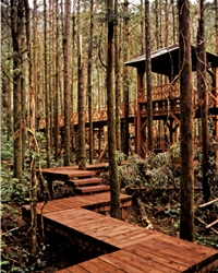 木棧道讓人在森林裡大口呼吸。/中治環境造形顧問提供