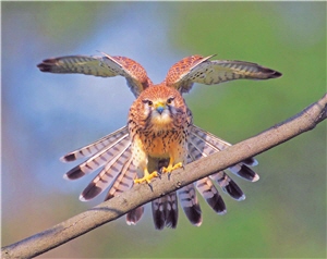 像是知道有鏡頭似的，紅隼盡情展現雄豔之姿/陳承光攝