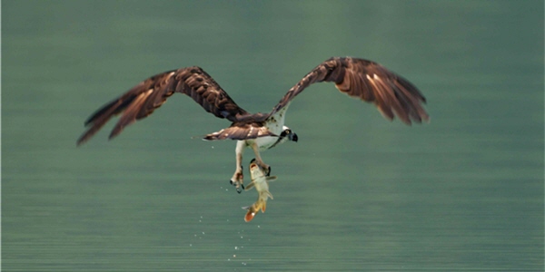 將獵物緊抓在手後，魚鷹揚翅而去/陳承光攝