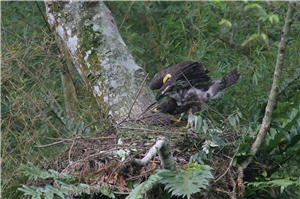 深色型的東方蜂鷹幼鳥正在巢中練飛/黃光瀛攝