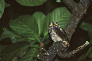 蘭嶼角鴞是台灣特有亞種的貓頭鷹/黃光瀛攝